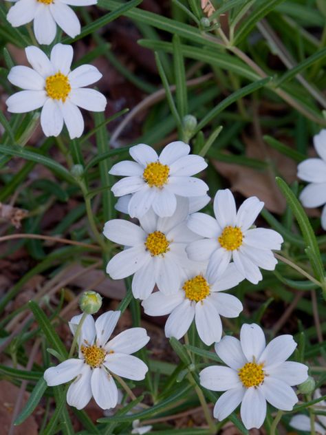 Melampodium leucanthum (Blackfoot daisy) #26630 great for butterflies. They do very well in drought conditions and are prolific reseeders. Blackfoot Daisy, Texas Gardens, Texas Mountain Laurel, Texas Native Plants, Desert Willow, Drought Tolerant Perennials, Flower Bed Designs, Best Perennials, University Of Texas At Austin