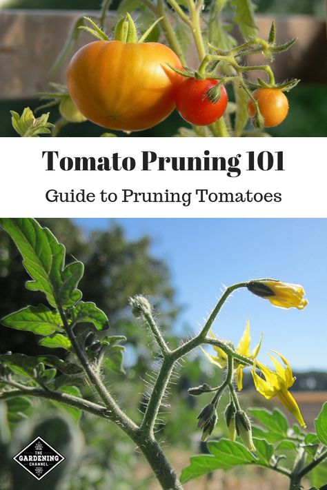 Prune Tomato Plants, Pruning Tomatoes, Tomato Suckers, Pruning Tomato Plants, Tomatoes Growing, Tomato Pruning, Vegtable Garden, Tomato Growing, Tips For Growing Tomatoes