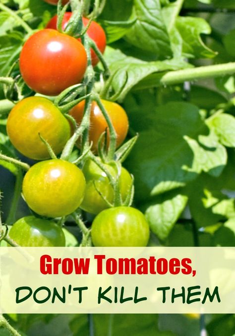 Tomatoes are the most popular vegetable grown in home gardens then anything else in the world. They are easy to grow from seed or you can purchase plants that have been given a head start. This year, you should grow tomatoes, [...] Tanaman Tomat, Growing Cherry Tomatoes, Plantarea Legumelor, Tomatoes Growing, Growing Tomatoes Indoors, Growing Tomatoes From Seed, Tips For Growing Tomatoes, Growing Organic Tomatoes, Growing Tomato Plants