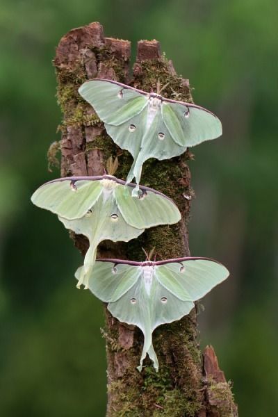 Regard Animal, Lunar Moth, Cool Insects, Insect Photography, Moon Moth, Moth Caterpillar, Cool Bugs, Beautiful Bugs, Luna Moth