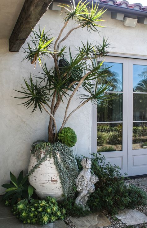 House Entrance Plants Front Porches, Florida Porch Plants, Snake Plant Outdoors, Big Potted Plants Outdoors, Cactus Front Yard Landscaping, Organic Modern Decor Dining Room, Sicily Garden, Tropical Yard, Boxwood Landscaping