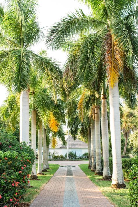 Mature palm trees standing 30-feet tall line the driveway and create a Hollywood entrance. The white painted house appears to glow as you approach. Palm Tree Driveway Entrance, Royal Palm Tree Landscape, Hollywood Entrance, Royal Palm Tree, Foxtail Palm, Caribbean Architecture, Palm Trees Landscaping, Hgtv Dream Homes, Tree Lined Driveway