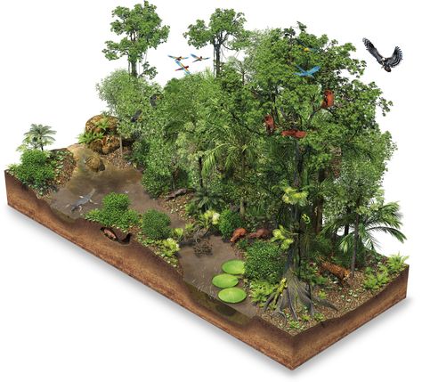 Rainforest Artwork wgiuvq Rain Forest Diorama, Amazon Rainforest Facts, Rainforest Facts, Rainforest Project, Diorama Kids, Ecosystems Projects, Landscape Architecture Graphics, Forest Ecosystem, Amazon Forest