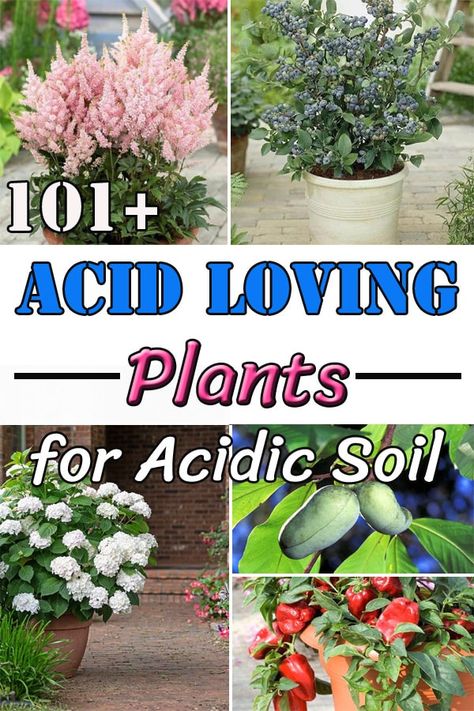 Your search for what grows in acidic soil ends with this extensive list of 101 Acid Loving Plants for your garden! Pine Tree Companion Plants, Plants For Acidic Soil, Acidic Loving Plants, Acidic Soil Plants, Acid Loving Plants List, Plants That Like Acidic Soil, Alaska Garden, Oklahoma Gardening, Forest Gardens