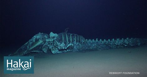 By sinking a dead whale to the bottom of the ocean and studying what comes to visit, scientists are learning more about how deep-sea ecosystems are related. Deep Sea Trench, Deep Sea Widgets, Deep Sea Exploration, Deep Sea Photography, Deep Sea Horror, Hadal Zone, Deep Sea Aesthetic, Deep Sea Wallpaper, Whale Fall