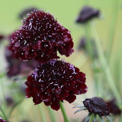 Buy sweet scabious Scabiosa atropurpurea 'Black Knight': Delivery by Waitrose Garden Scabiosa Atropurpurea, Alkaline Soil, Goth Garden, Gothic Garden, Garden Screening, Watering & Irrigation, Lawn Edging, Black Knight, Purple Plum