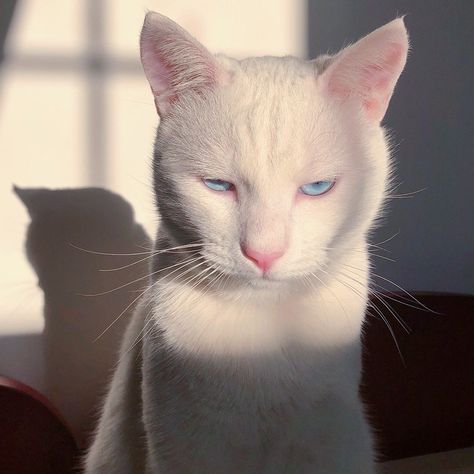 White Cat Blue Eyes Aesthetic, Australian Shepherd Husky, Sleepy Cat, White Cats, Cat Aesthetic, 영감을 주는 캐릭터, Cute Creatures, Cavalier King Charles Spaniel, Pretty Cats