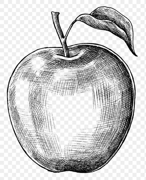 Drawing Coffee Cup, Black And White Fruit, Coffee To Go Cup, Apple Sketch, Apple Png, Drawing Apple, Fruit Sketch, Pineapple Vector, Apple Illustration