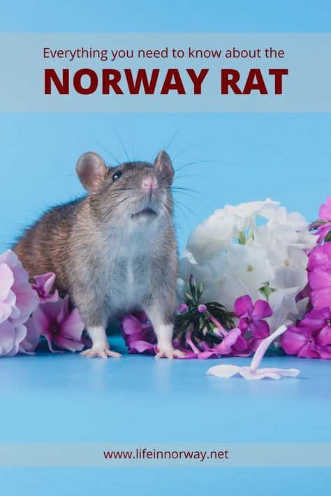 The Norway rat is known throughout the world. Let's look at the story of the rodent, and especially the origins of its name. Types Of Rats, Norwegian Lifestyle, Norway Rat, City Rats, Brown Rat, Rat Look, Norwegian Elkhound, Lab Rats, Norway Travel