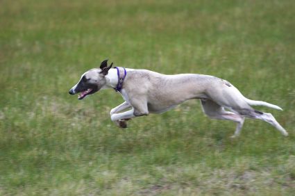 Whippet Running, Russian Wolfhound, Sight Hounds, Whippet Dog, Pet Breeds, Afghan Hound, Irish Wolfhound, Painted Clothes, Italian Greyhound