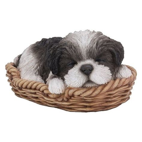 Shih Tzu Art, White Shih Tzu, Black Pug Puppies, Sleeping Puppies, Adorable Puppy, Black Pug, Terrier Puppy, Pug Puppies, Shih Tzu Puppy