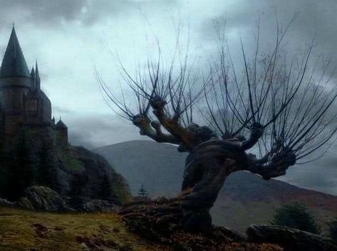 Trivia Answer! The Whomping Willow was planted to disguise the entry to the Shrieking Shack, which is where Lupin would hide every month… Shrieking Shack, Whomping Willow, Harry Potter 2001, Deathly Hallows Part 1, Magical Tree, Images Harry Potter, Goblet Of Fire, Prisoner Of Azkaban, Tree Hugger