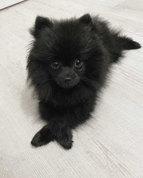 Black Pomeranian Puppies, Black Pomeranian, Cute Pomeranian, Toy Dogs, Pomeranian Puppies, Pomeranian Puppy, Pomeranian Dog, Handmade Jewelry Tutorials, Animals Cute