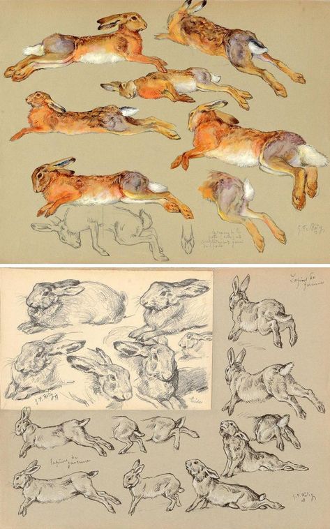 Hare Anatomy Drawing, Rabbit Legs Drawing Reference, How To Draw Rabbits, Hare Anatomy, Drawing A Rabbit, Rabbit Illustration Drawing, Hare Reference, Rabbit Reference, Irish Hare