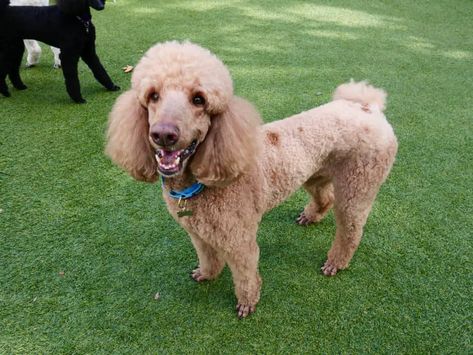 Poodle tail docking is a controversial topic among breeders, dog owners, and animal activists. The pros and cons are abundant. However, it is a topic,… Poodle Tail, Animal Activist, Love Doodles, Controversial Topics, Spiral Shape, Miniature Poodle, Standard Poodle, Toy Poodle, Dog Owners