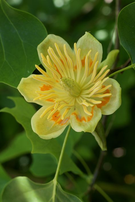 Spring Thoughts, Liriodendron Tulipifera, Hotel Wallpaper, Tree With Leaves, Florida Trees, Tulip Poplar, Tulip Tree, Pretty Trees, Flowering Tree