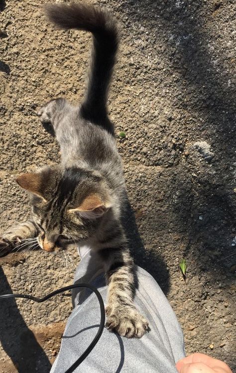 Men With Cats, Photographie Indie, Cat Run, Captured Moments, Cat Aesthetic, Cat Health, Tabby Cat, Baby Cats, Instagram Aesthetic