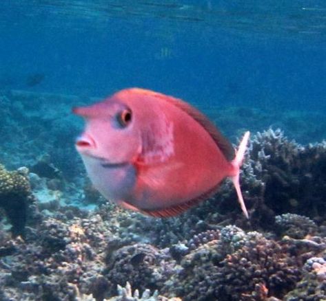 Undersea Creatures, Unicorn Fish, Tang Fish, Coral Fish, Water Creatures, Island Pictures, Underwater Life, Water Life, Rare Animals