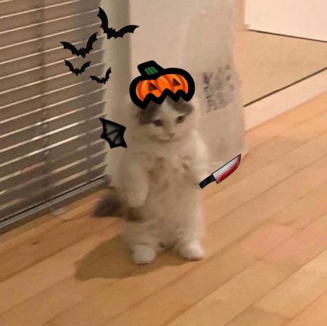 Cute Profile Pictures Halloween, Halloween Pfp Ideas, Cute Pfp Halloween, Y2k Halloween Pfp, Funny Halloween Pfp, Cute Halloween Profile Pics, Pdp Halloween, Cat Pfp Halloween, Spooky Anime Pfp