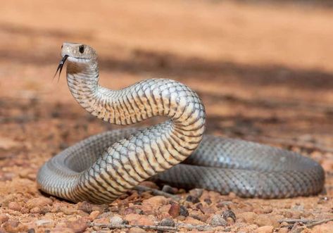 What Smells That Snakes Hate? (Top 5 Scents) Snake Repellant Plants, Snake Repellant, Mice Infestation, Lemongrass Plant, Poisonous Snakes, Colorful Snakes, Venomous Snakes, Snake Venom, Snake Jewelry