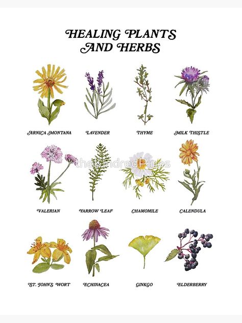 Herbal Flowers, Identify Plants, Medicine Garden, Healing Flowers, Herb Art, Natural Healing Remedies, Healing Plants, Herbal Magic, Herbs For Health