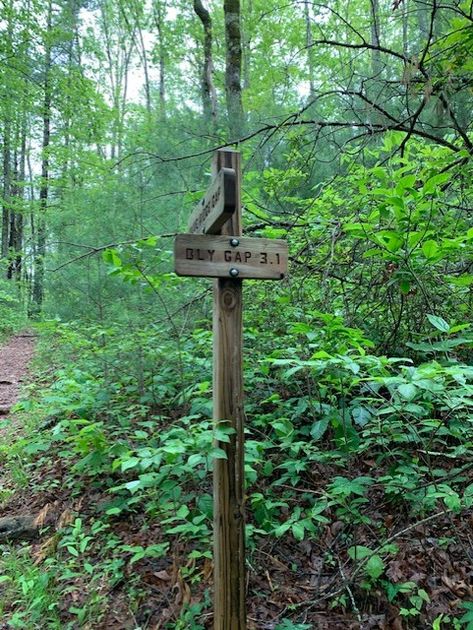 Hiking the Georgia section of the Appalachian Trail as a section hiker > At Home in the Wildwood Famous Trees, The Appalachian Trail, North Georgia Mountains, Georgia Mountains, Thru Hiking, Appalachian Trail, Hiking Trails, Georgia, Blog Posts