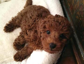 Mini Toy Poodle, Puddle Dog, Red Poodle Puppy, Miniature Poodle Puppy, Poodle Puppies For Sale, Red Poodles, Positive Dog Training, Poodle Grooming, Basic Dog Training