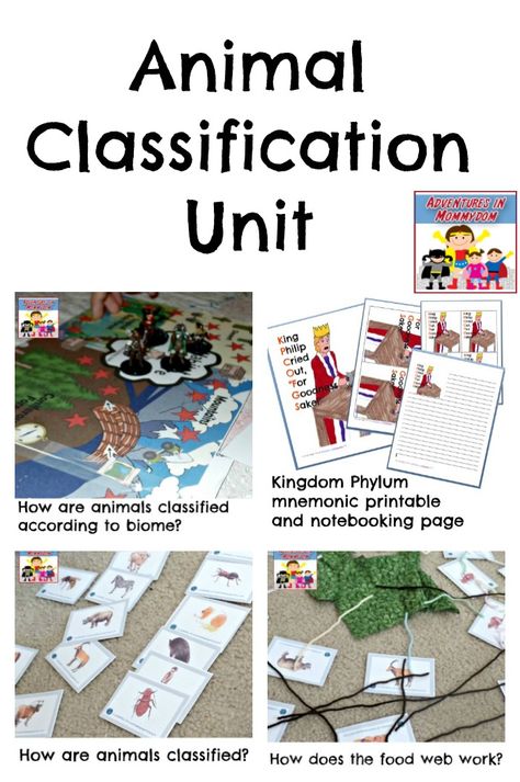 animal classification unit Animal Classification Activity, Animal Coverings, Homeschool Science Experiments, Animal Lessons, Messy Life, Animal Classification, Teaching Third Grade, Montessori Homeschool, Science Lesson