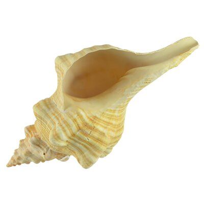 Centerpieces Coffee Table, Horse Conch Shell, Ocean Ideas, Shell Sculpture, Beach Theme Living Room, Conch Shells, Globe Decor, Sea Shell Decor, Coffee Table Decor