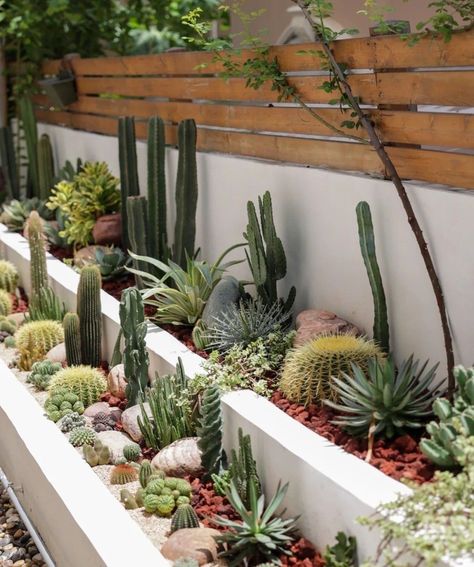 Minimalist Succulent Garden, Desert Landscaping Backyard Pool, Cactus In Pots Outdoor, Desert Landscaping Backyard, Cactus Garden Landscaping, Land Scaping, Spring Garden Decor, Backyard Flowers Garden, Succulent Landscaping