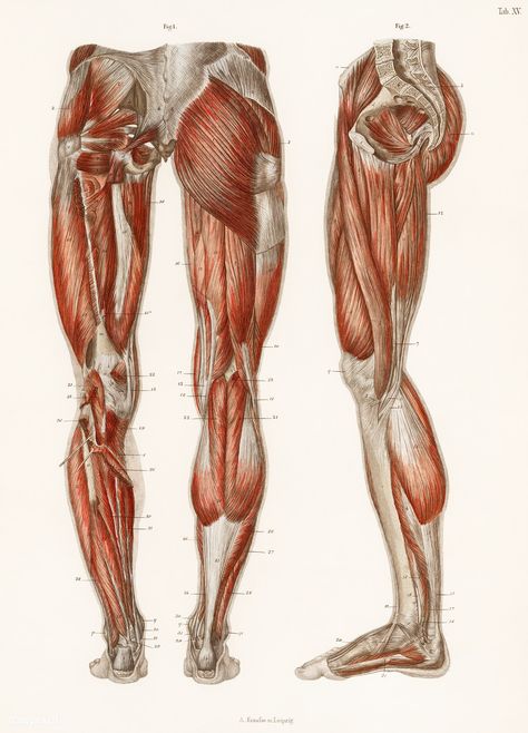 An antique illustration of the muscles of the legs and feet from the anatomical textbook, Hand Atlas Der Anatomie Des Menschen (1864) by Carl Ernst Bock (1809-1874). Digitally enhanced our own original chromolithograph. | free image by rawpixel.com Muscles Of The Leg, Legs Anatomy, Drawing Medical, Anatomy Posters, Medical Poster, Leg Anatomy, Human Muscle Anatomy, Octopus Illustration, Medical Posters