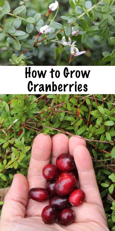 How to grow cranberries. Grow your own perennial cranberry bushes right in your back yard.  Plant once and harvest homegrown cranberries for many years to come. #gardening #permaculture #cranberry #perennial #homesteading Edible Perennials, Homesteading Garden, Glowing Garden, Blooming Perennials, Edible Gardening, Backyard Trees, Growing Fruit Trees, Landscaping Trees, Homegrown Food