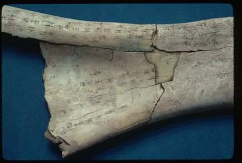 Oracle Bones, Shang Dynasty, Ancient China, Ancient Chinese, Ancient History, To Tell, The Future, Visual Art, Bones