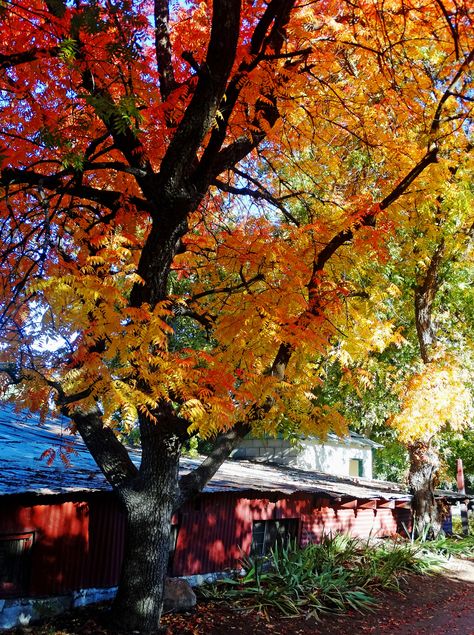 https://flic.kr/p/NL9J3X | Apple Shed Oak, Autumn in Oak Glen, CA 10-18 | (1 in a multiple picture album)
Each year I go up to Snow Line Orchard in Oak Glen, CA for some Fall foliage shots. I always find some good scenes like this old oak growing beside an apple shed. The first rays of the new sun spotlight the golden leaves.
There is, in my mind, no better season than Autumn. The beauty is everywhere, the air is cool, and there is a promise of rest during the winter. Oak Glen, Picture Album, Multiple Pictures, Picture Albums, Golden Leaves, Best Seasons, Fall Foliage, My Mind, The Golden