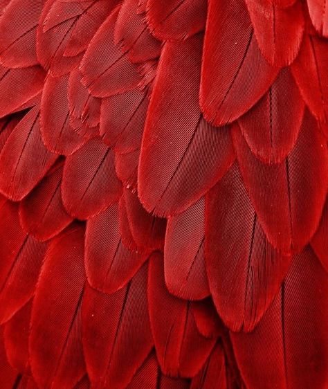 Macaw Feathers, Feathers Pattern, Red Feather, Blood Red, Red Aesthetic, Patterns In Nature, Color Textures, Shades Of Red, Textures Patterns