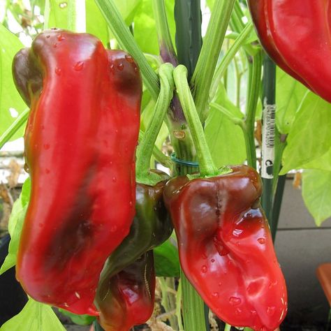 Healthy Pepper Steak Recipe, Restaurant Plants, Growing Spices, Pepper Farm, Paprika Peppers, Vege Patch, Pepper Garden, Desert Gardens, Paprika Pepper