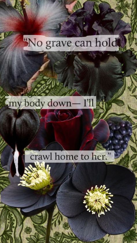 “No grave can hold my body down—I’ll crawl home to her.” -Hozier #flowers #plants #songlyrics #folkmusic #hozier #worksong Hozier, Folk Music, Flowers Plants, Hold Me, Song Lyrics, Hold On, Songs, Canning, Plants