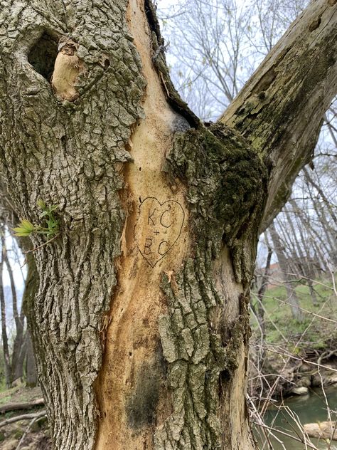 Name Carved In Tree, Initials Carved In Tree, Scene Ideas, Small Goals, The Kite Runner, Here I Go Again, Future Vision, Tree Carving, Wuthering Heights