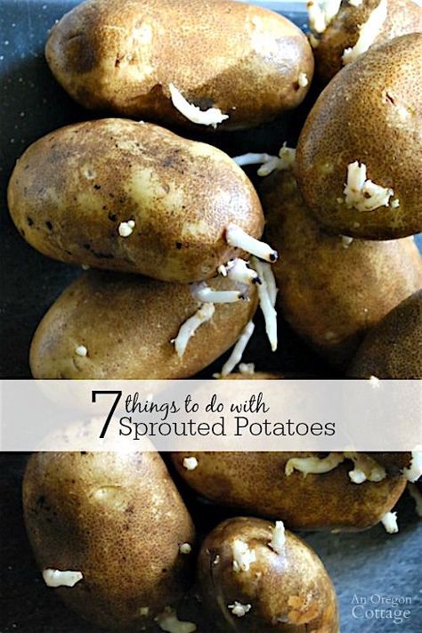 Things To Do With Potatoes, Savory Potatoes, Potato With Eyes, Sprouting Potatoes, Potato Barrel, Oregon Cottage, How To Store Potatoes, Frozen Potatoes, Growing Potatoes