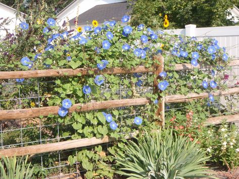 Heavenly Blue Morning Glory Morning Glory Trellis, Morning Glory Fence, Morning Glories On Fence, Morning Glory On Fence, Blue Morning Glory Flowers, Heavenly Blue Morning Glory, Bush Morning Glory, Morning Glory Heavenly Blue, Training Vines