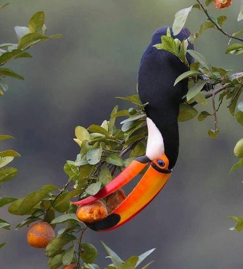 . Toco Toucan, Big Birds, Bird Painting, All Birds, Exotic Birds, Tropical Birds, Pretty Birds, Bird Photo, Colorful Birds