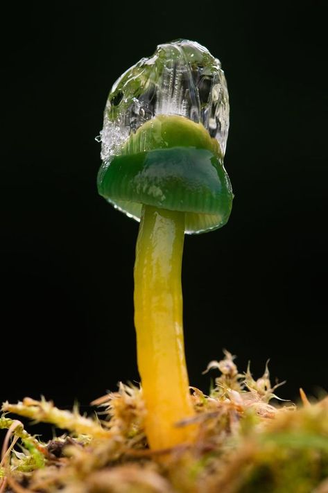 British Mycological Society (BMS) | A Parrot Waxcap with a ice hat | Facebook Parrot Waxcap, Isle Of Wight, Parrot, Hats, Nature