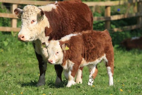 Miniature Hereford Mini Hereford, Miniature Hereford, Miniature Cattle, Hereford Cows, Hereford Cattle, Country Cow, Mini Cows, Dairy Cattle, Dairy Cow