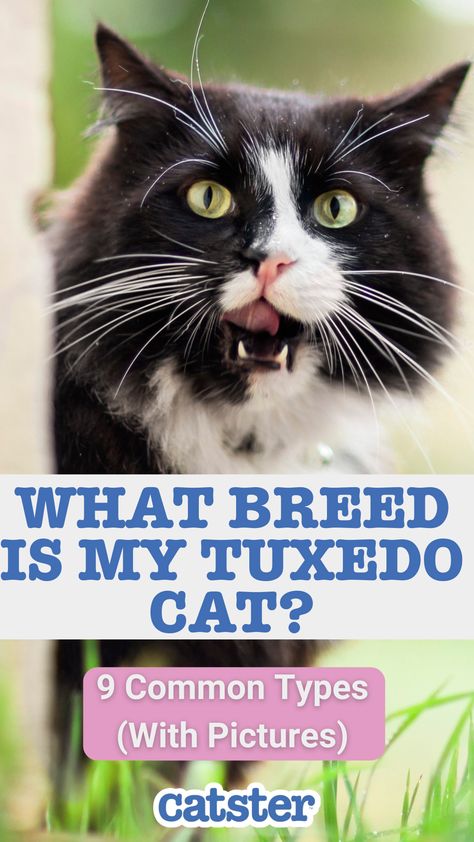 If you have a tuxedo cat or have seen one around town with black and white markings resembling a fancy tuxedo, you may wonder what breed they are. Tuxedo Ragdoll Cat, Fancy Tuxedo, Tuxedo Pattern, Tuxedo Cat Facts, American Bobtail Cat, Tuxedo Kitten, American Bobtail, Bobtail Cat, Tuxedo Cat