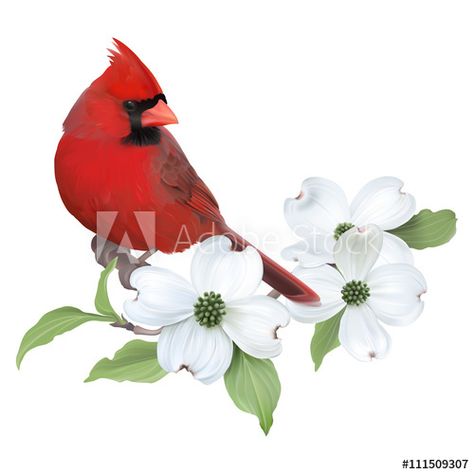 Download Northern Cardinal perched on a blooming White Dogwood.Hand drawn vector illustration on transparent background, realistic representation. Stock Vector and explore similar vectors at Adobe Stock. Cardinal Dogwood Tattoo, Dogwood Tattoo, Dogwood Branch, Cardinal Tattoos, Branch Drawing, Painted Mailboxes, Dogwood Branches, Northern Cardinal, Flower Art Drawing