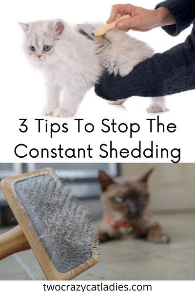 If you have constant shedding in your home, this isn’t normal. Cat people have a reputation of “wearing fur” all the time because many think that cats just shed all the time. Cats will shed their fur from time to time, but consistent shedding is an indicator that something’s not right. Cat Shedding Solutions, Cat Shedding, Long Haired Cats, Cat Care Tips, Natural Cat, Cat Garden, Cat Help, Cat Parenting, Healthy Cat