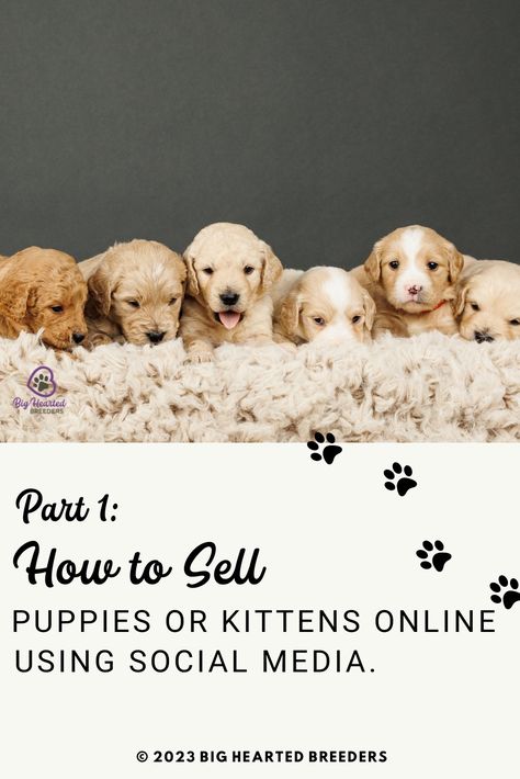 Struggling to sell your litters? The market is tough but there are ways to utilize social media to your benefit! #BigHeartedBreeders #MiniGoldenRetriever #MiniGoldens #PuppyLife #Puppies #MiniGoldenRetriever #MiniGoldenRetrievers #MiniGoldenRetrieverPuppy #MiniGoldenRetrieverPup #DogBreeders #DogBreeder #BreederTips #PetBreeder #BusinessTips #SocialMediaBusinessTips #BreederTraining How To Sell Puppies, Selling Puppies Ideas, Puppy Litter Photoshoot Ideas, Puppy Whelping, Dog Breeding Business, Whelping Puppies, Mini Golden Retriever, Puppy Announcement, Puppy Litter