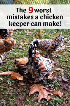 Bad Chicken, Raising Chicken, Chicken Coop Garden, Backyard Chicken Coop Plans, Urban Chickens, Backyard Chicken Farming, Raising Backyard Chickens, Chicken Coop Designs, Diy Chicken