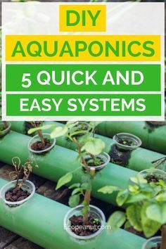 Diy Aquaponics, Aquaponic System, Indoor Aquaponics, Backyard Aquaponics, Aquaponics Plants, Rose Gardening, Aquaponics Fish, Aquaponics Diy, Aquaponic Gardening