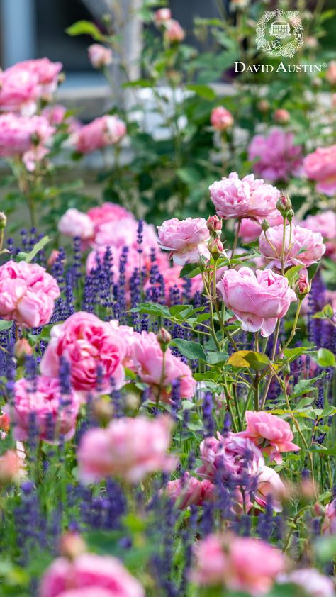 Create a charming two-plant cottage garden by combining the beauty of English Roses with the elegance of English Lavender. This duo offers a vibrant, easy-to-maintain garden full of colour and charm. Rose And Lavender Garden, Lavender Garden Ideas, Cottage Style Garden, Rose Hedge, Cottage Garden Ideas, English Rose Garden, Garden Front Of House, Barn Living, English Gardens